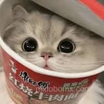 Avatar Michelle Paredes